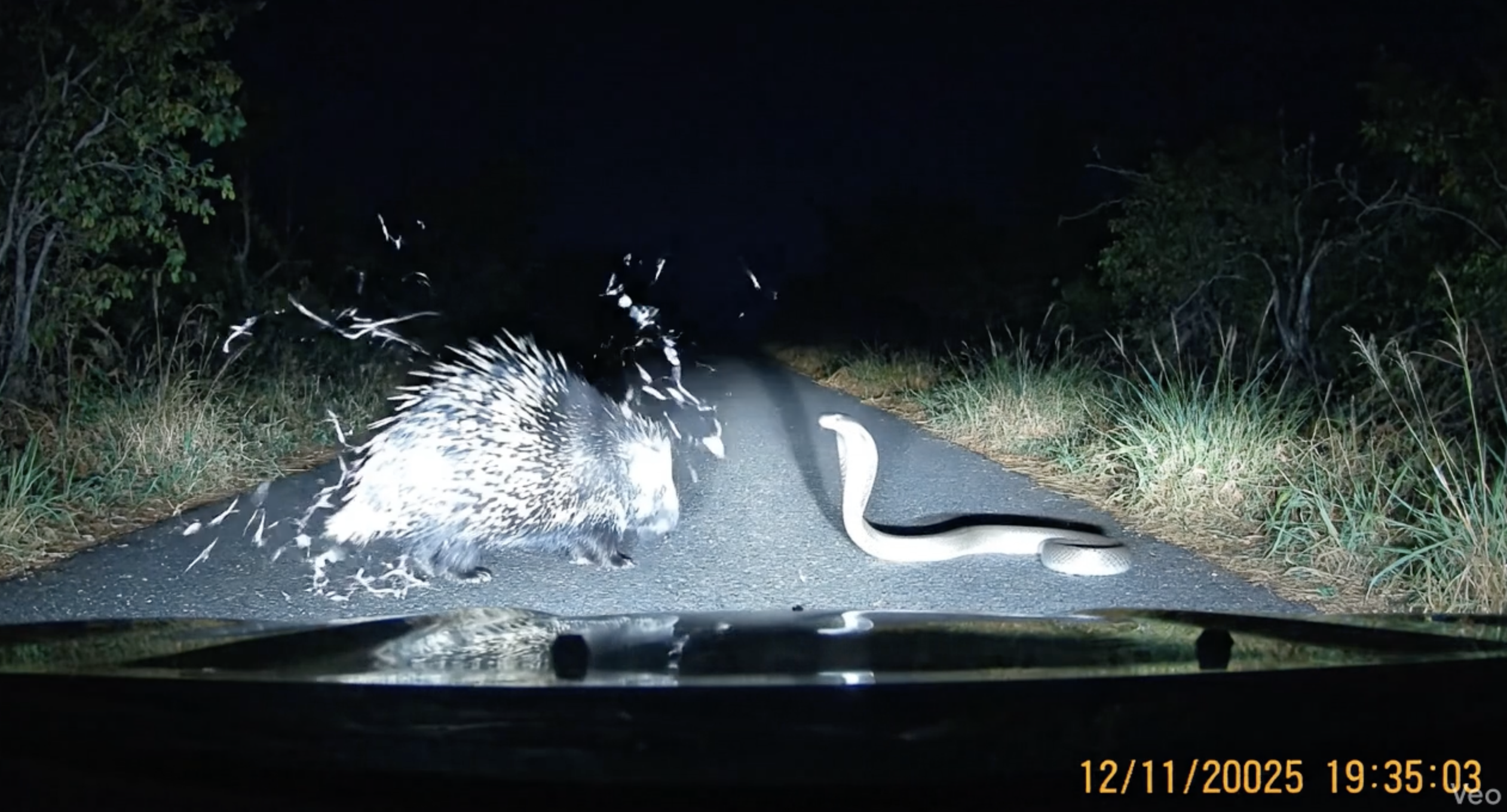 Prompt Veo 3 Viral Video Animal CCTV Momen Langka